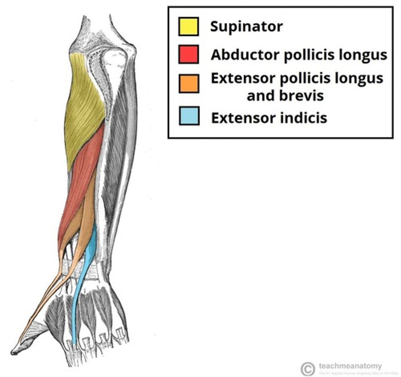 <p>1. supinator muscles</p><p>2. abductor pollicis longus</p><p>3. extensor pollicis longus</p><p>4. extensor pollicis brevis</p><p>5. extensor indicis</p><p>Syrup And Peanuts Preferably Included</p>