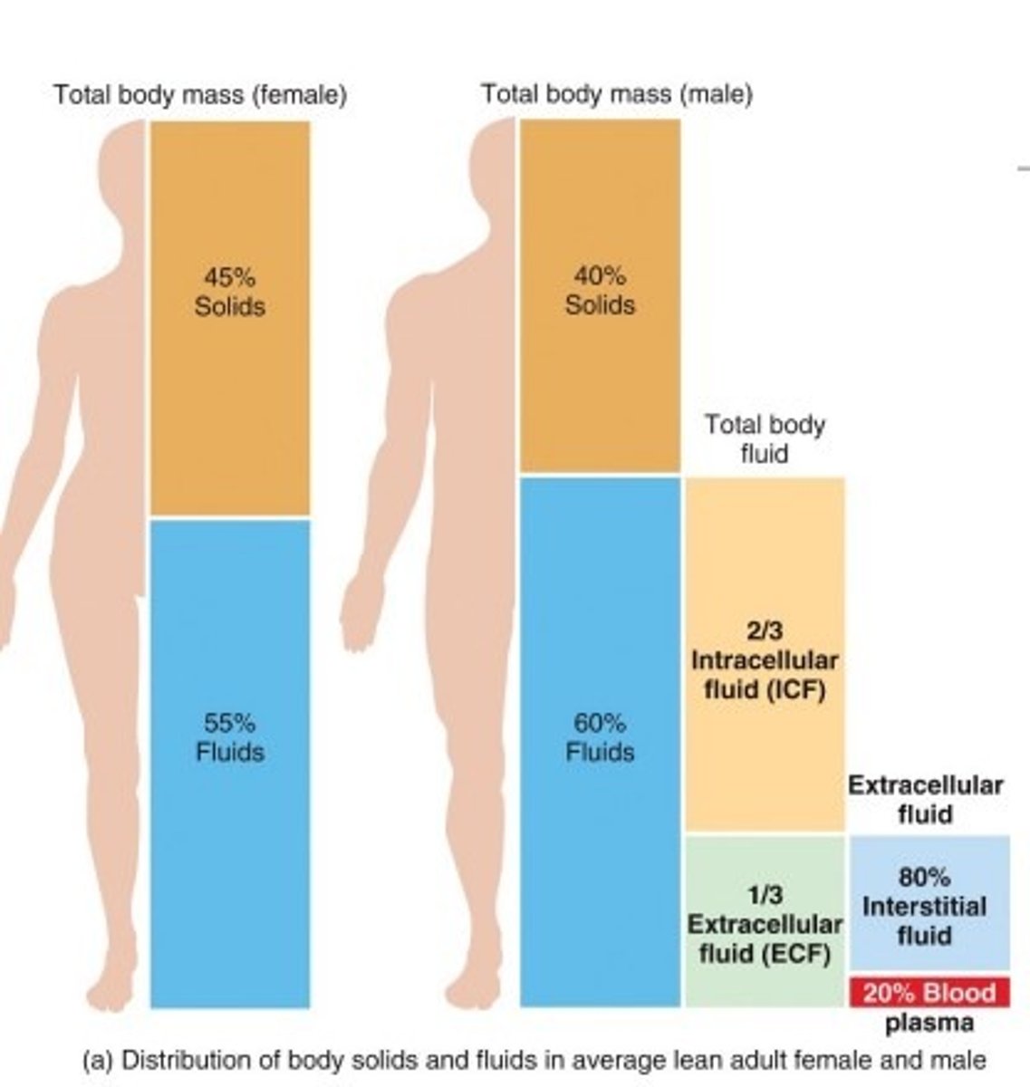 <p>Water is divided into two compartments in the human body</p><p>Intracellular compartment (inside of cells) ~25L</p><p>Extracellular compartment (outside of cells)</p><p>-Interstitial fluid (fluid between cells) ~10L</p><p>-Fluid in Blood ~5L</p>