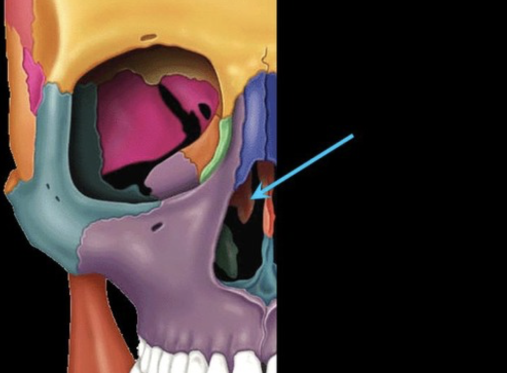 also known as middle nasal cancha