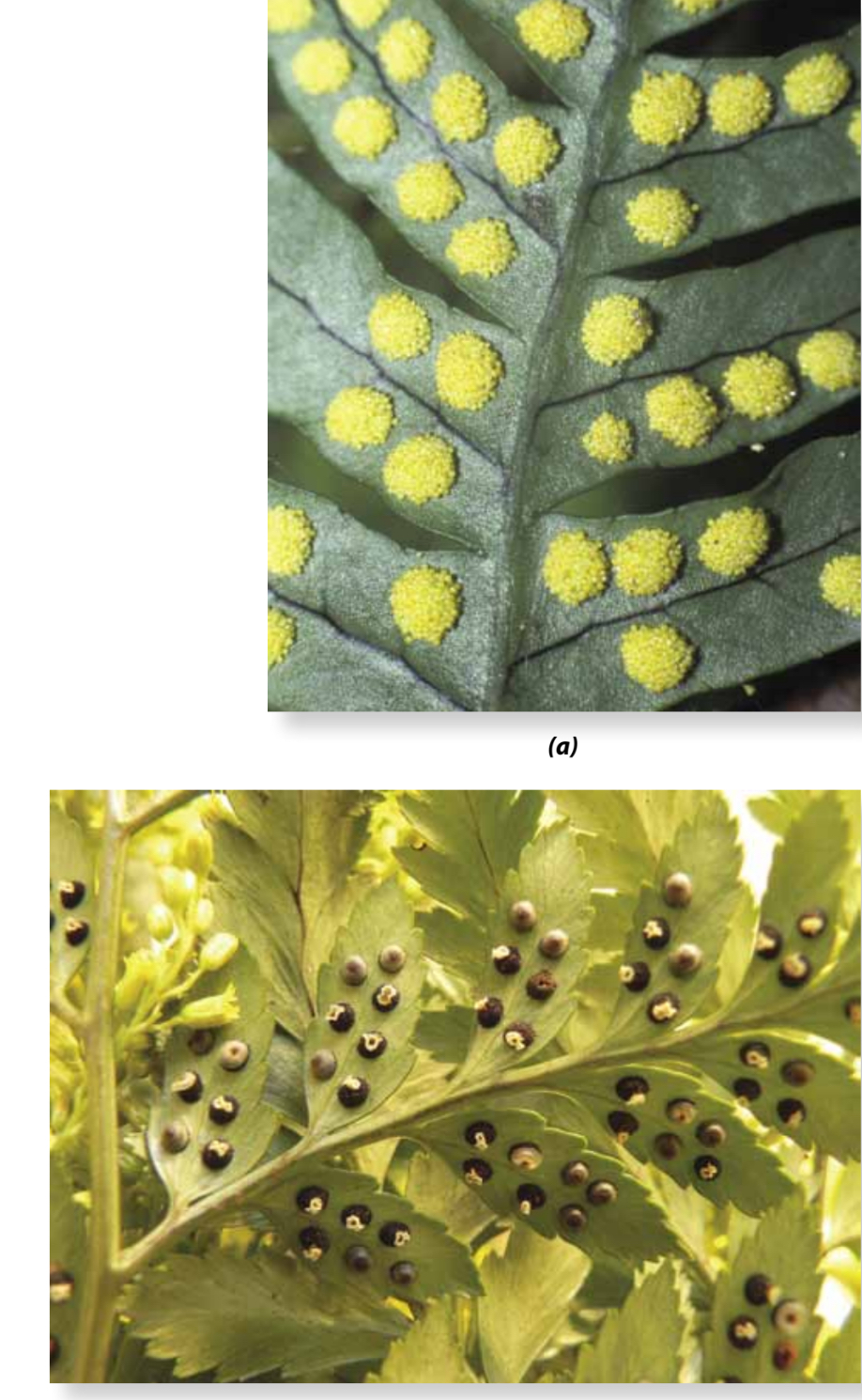 <p>Leptosporangia ferns</p><p>Have siphonostele</p><p>The sporangia occur on margins or the lower surfaces of the leaves, commonly occur in cluster called sori and these young sori are covered by a outgrowth called indusia- that shrivel when ready to shed the spores</p><p>The leaves are megaphylls</p><p>Leaves are divided into pinnae, which are attached to rachis</p><p>Young leaves are coiled, and this development is known as circinate venation- these are referred to fiddle heads</p>