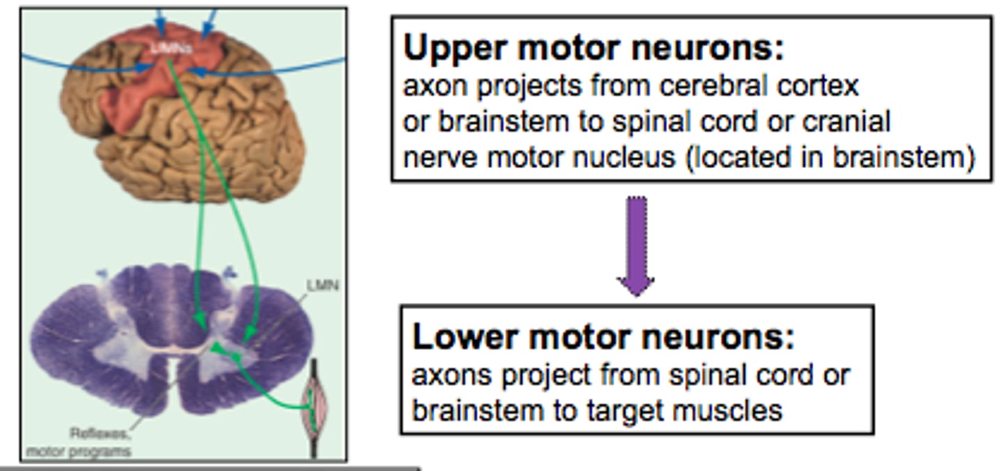 <p>Axons leave the CNS, extend through PNS to skeletal muscles. Cell bodies in anterior horns of spinal cord and in cranial nerve nuclei of brainstem</p><p>Damage = flaccid paralysis</p>