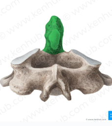 <p>Cervical Vertebra (Neck) Allows Atlas to move side to side </p>