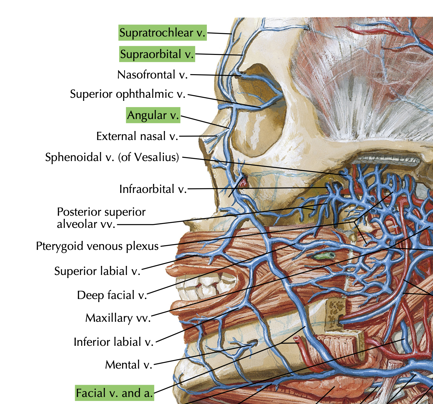 <p>Which 3 veins fuse to form the facial vein at the <strong>inferior margin of the Orbit? </strong></p>