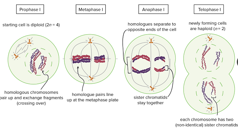 <ul><li><p>Starting cell is diploid</p></li><li><p>Homologous chromosomes pair up and exchange fragments</p></li></ul>