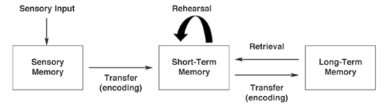 <p>Three Structures of the A-S Model</p><ul><li><p>Sensory → STM → ← LTM</p></li></ul><p></p>