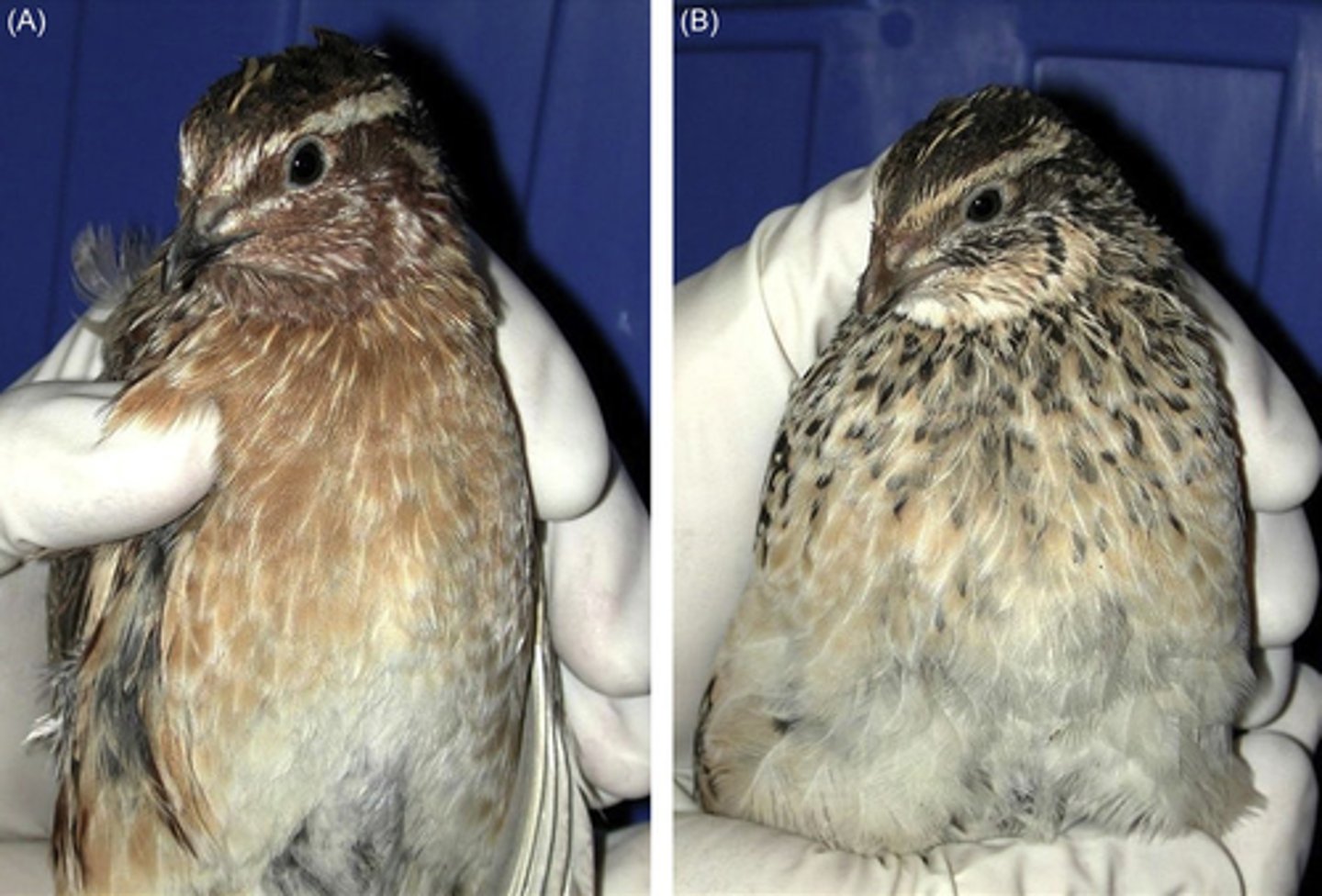 <ul><li><p>4-6 week</p></li><li><p>left of the picture is male, right is female</p></li><li><p>Males are smaller than females</p></li><li><p>females have light tan feather and black speckling on their chest and throat, males have a rusty brown throat and breast feathers</p></li><li><p>Can sex on day one via cloaca</p></li></ul><p></p>