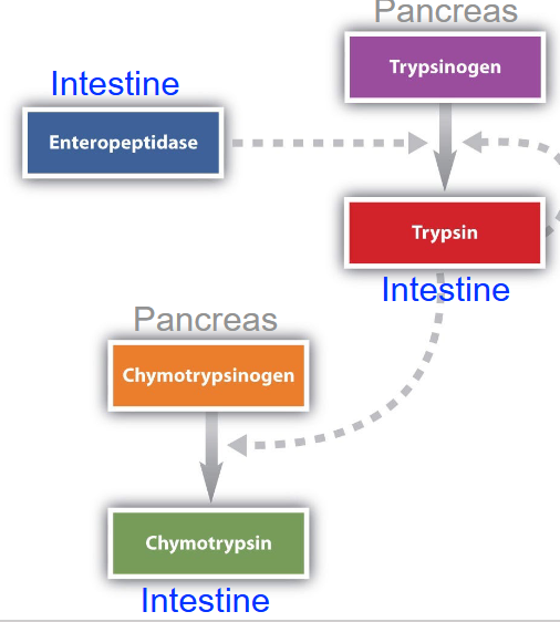 <p>made as trypsinogen and chymotrypsinogen in pancreas, then moved to  the small intestine where enteropeptidase cleaves trypsinogen (btwn residues 6 and 7) into typsin<br>trypsin then cleaves chymotypsinogen into pi chymotrypsin (btwn residues 15 and 16), which leaves itself into alpha-chymotrypsin (btwn residues 13 adn 16, 146 and 149) to become fully active</p>