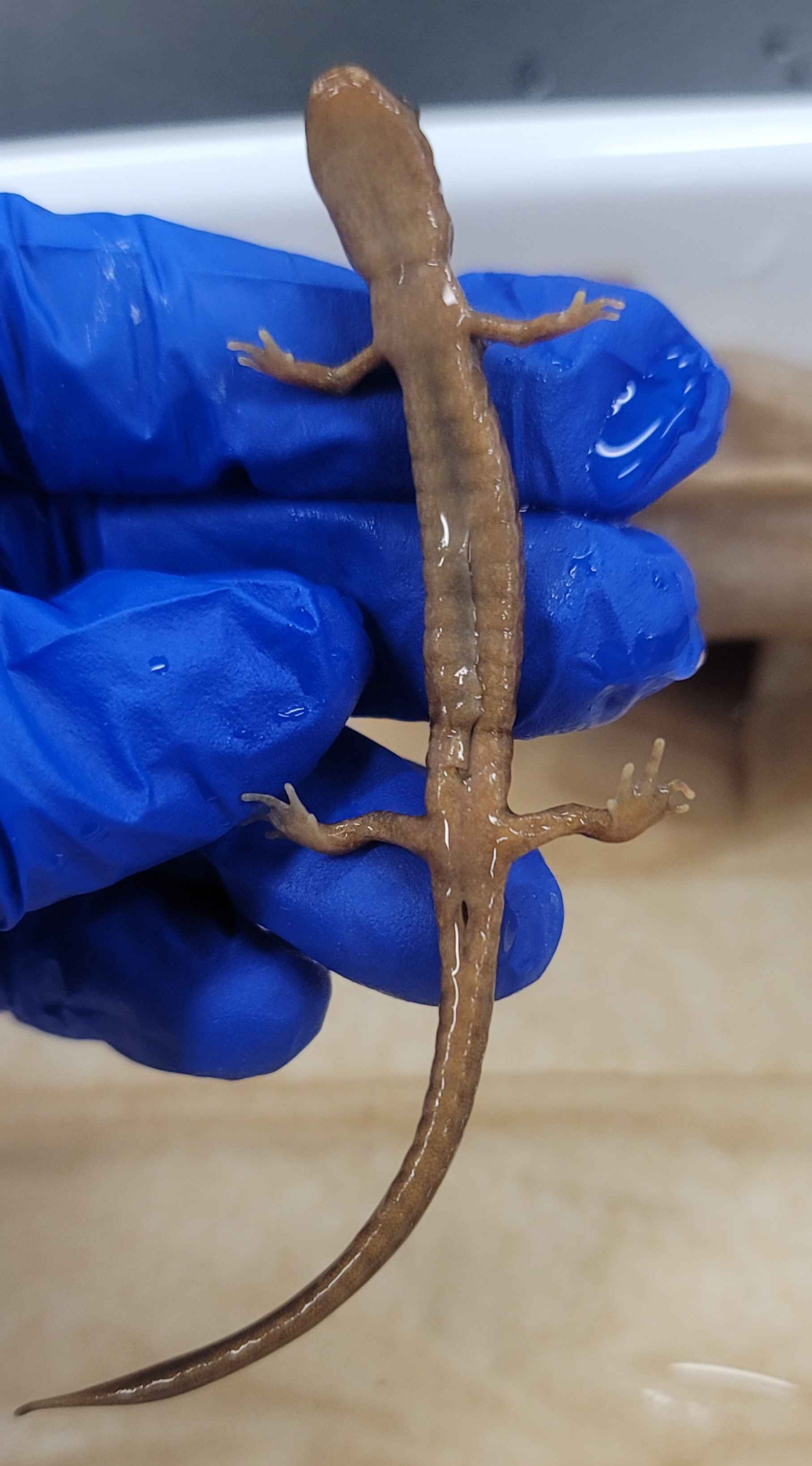 <p>Plethodon dunni</p>