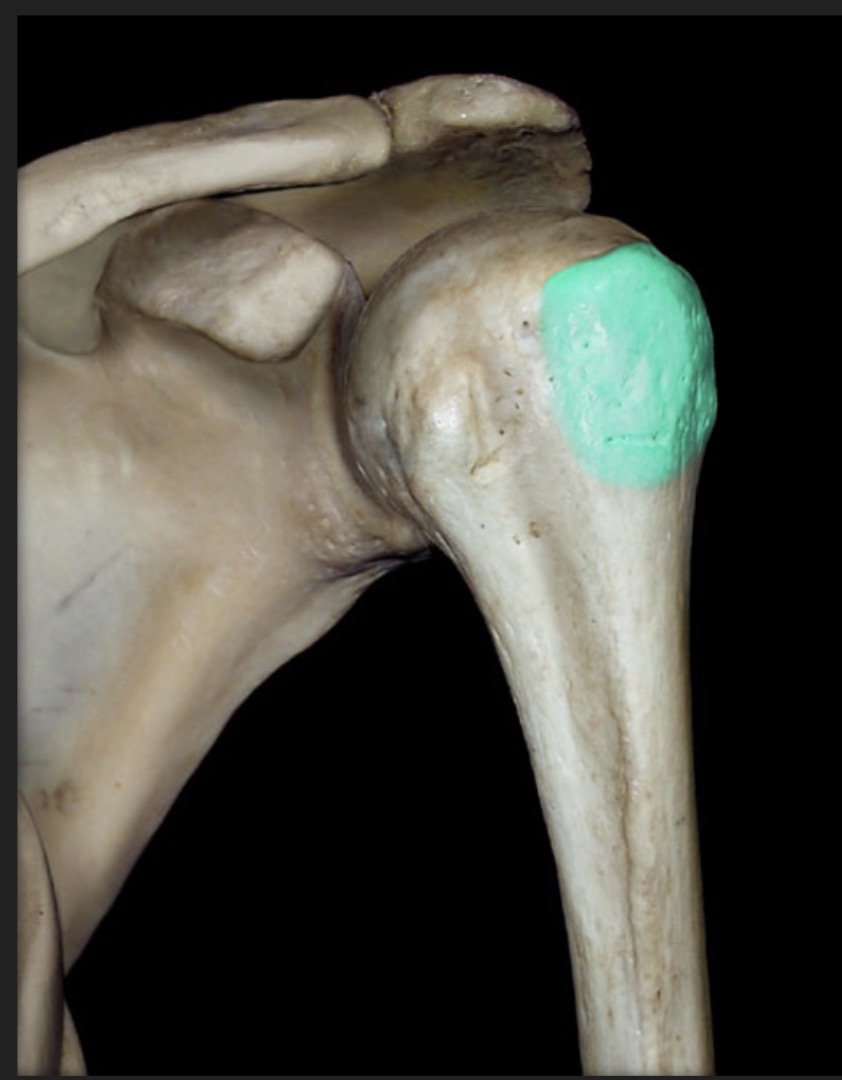 <p><span style="font-family: Arial, sans-serif; color: rgb(45, 59, 69)">a process lateral to the humeral head and inferior to the anatomical neck</span></p>