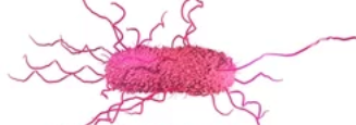 <p>Flagella are spread evenly around the cell (Peri=around)</p>
