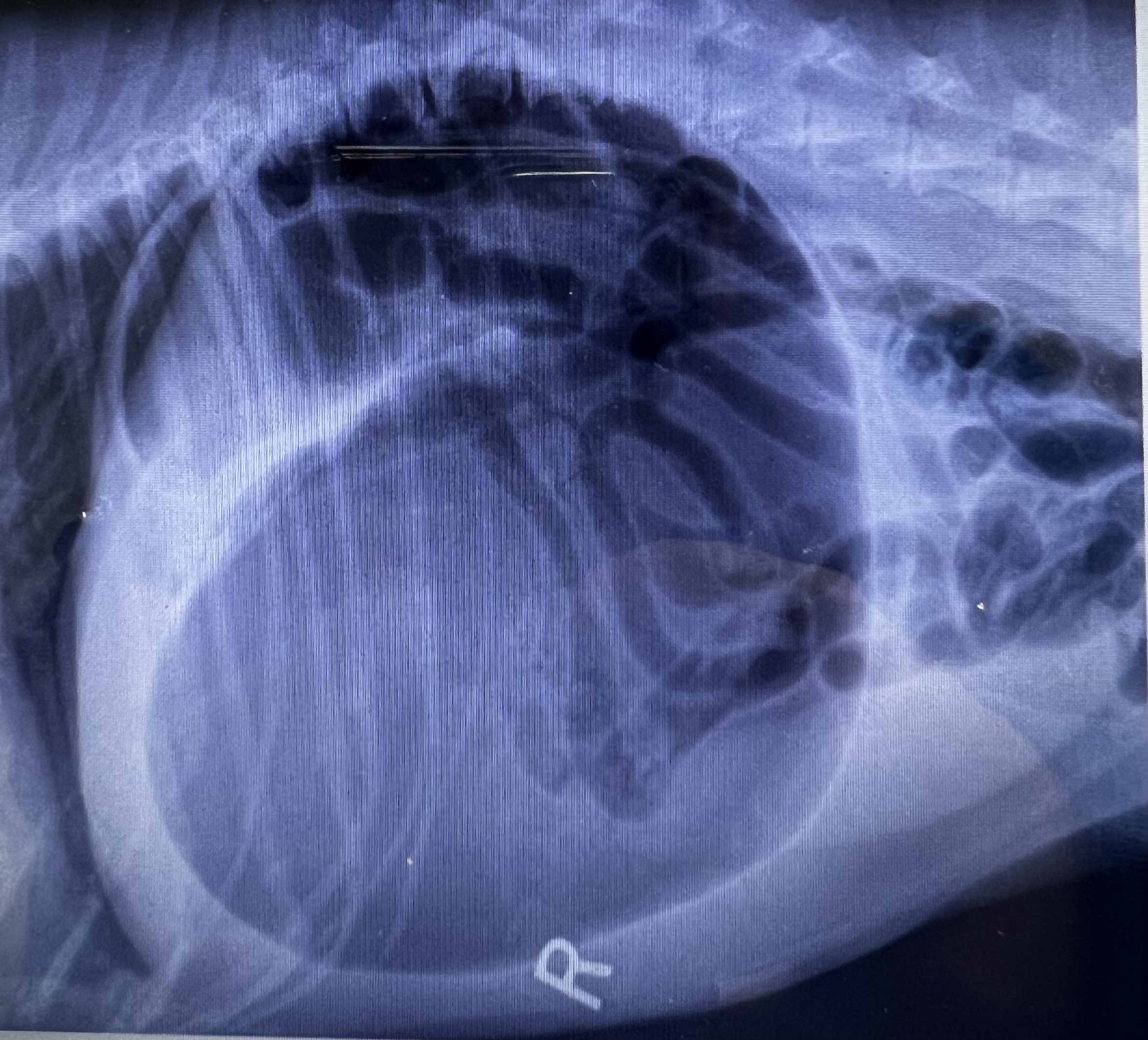 <p>What is this?</p>