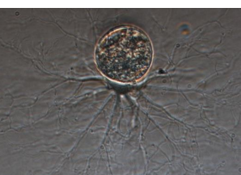 <p>water and soil inhabiting parasites, cellulose saprobe</p>