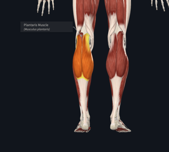 <p>name the yellow highlighted muscle </p>