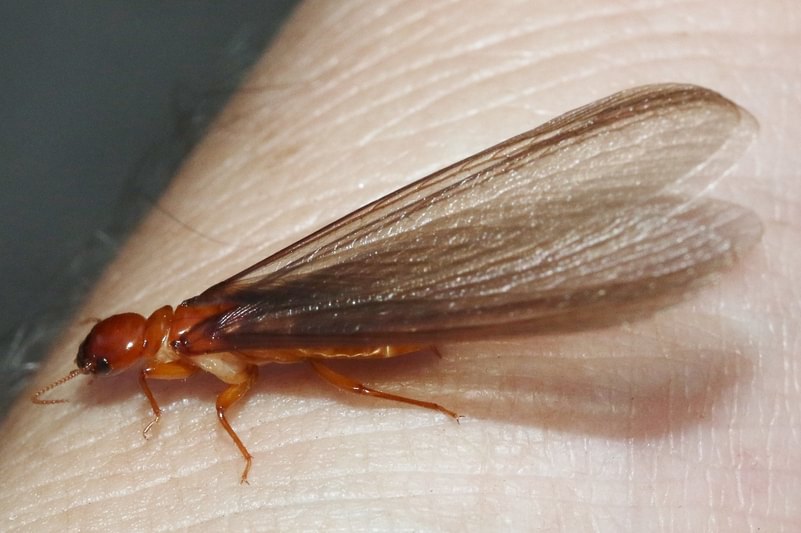 <p>Termites</p>