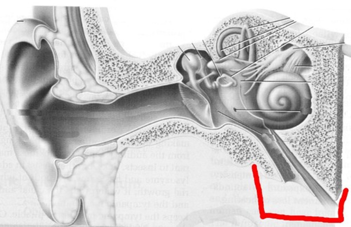 <p>contains cochlea, semicircular canals, and vestibular sacs</p>