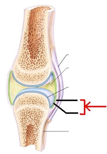 sleevelike structure around a synovial joint composed of a fibrous capsule and synovial membrane 