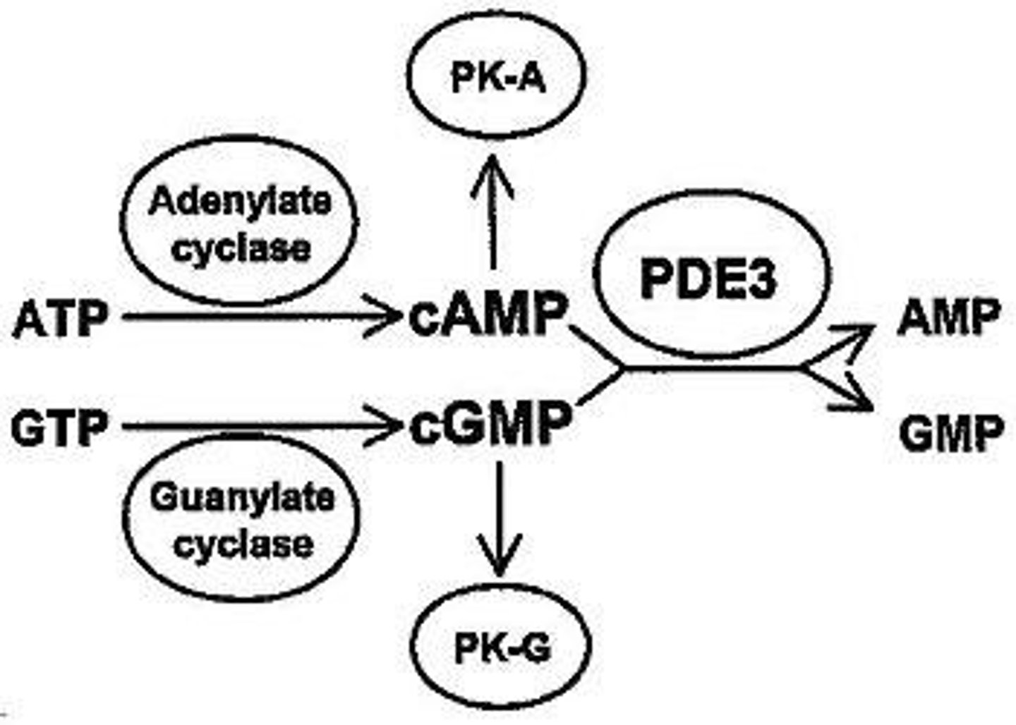 <p>Enzyme converting ATP to cAMP.</p>
