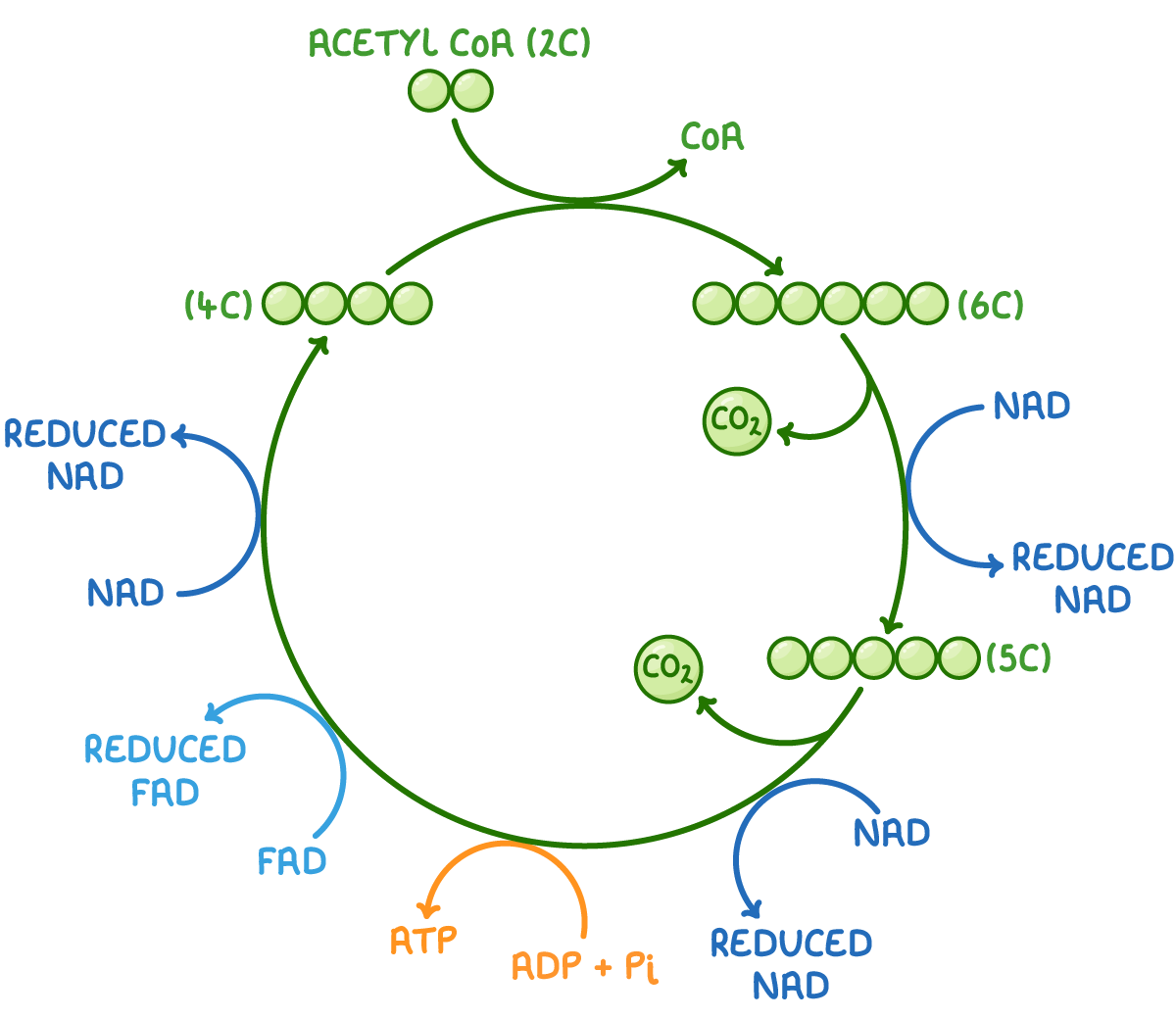 <ul><li><p class=""><strong>Acetyl CoA</strong> combines with a <strong>4-carbon compound (oxaloacetate)</strong> to form a <strong>6-carbon compound (citrate)</strong>.</p></li><li><p class=""><strong>Coenzyme A</strong> is released and reused in the link reaction.</p></li><li><p class=""><strong>Citrate</strong> undergoes decarboxylation, losing <strong>CO₂</strong> to form a <strong>5-carbon compound</strong>.</p></li><li><p class="">The <strong>5-carbon compound</strong> is then decarboxylated again, losing another <strong>CO₂</strong> to form a <strong>4-carbon compound</strong> (oxaloacetate).</p></li><li><p class="">During these steps, <strong>NAD⁺</strong> is reduced to <strong>NADH</strong> (twice).</p></li><li><p class=""><strong>FAD</strong> is reduced to <strong>FADH₂</strong> and <strong>ATP</strong> is produced by substrate-level phosphorylation.</p></li></ul><p></p>