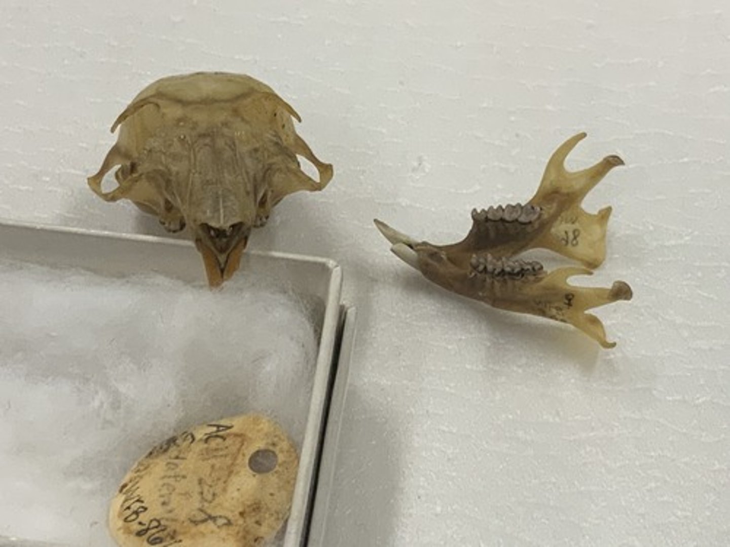 <p>Family, Suborder, Order, Infraclass, Subclass</p><p>-infraorbital foramen small, slit/teardrop shaped (sciuromorphus); front view</p><p>-zygomatic plate</p><p>-long postorbital process of frontal bone</p>