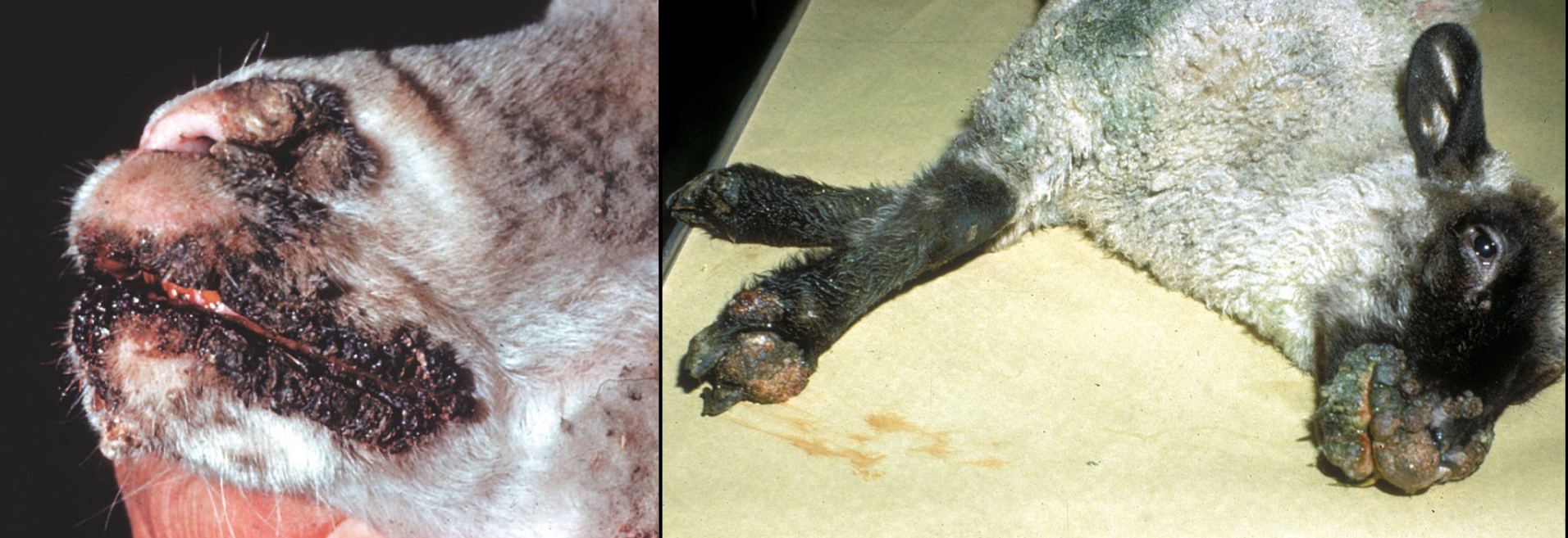 <p>What condition is this?</p>