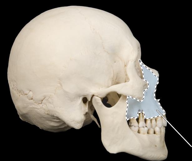 <p>Name this bone.</p><p>(Skull, lateral view).</p>