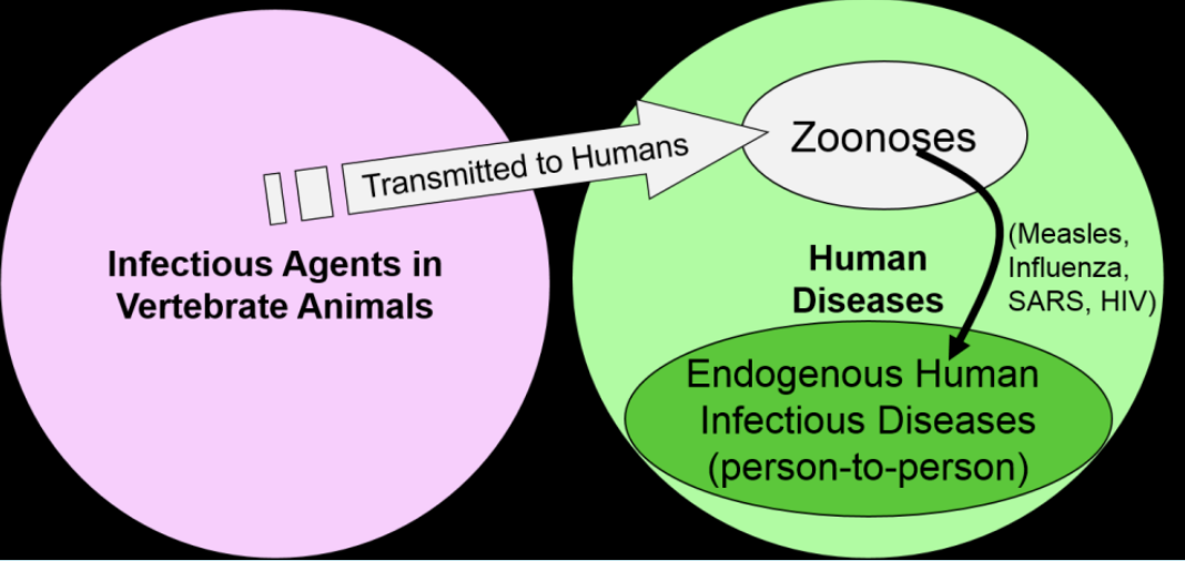 <p>1- There are around  1,407 human common pathogens known to infect humans and cause severe illness, about 61% are zoonotic. 2- Moreover around 70% of emerging diseases are zoonotic (Ex. Ebola virus, SARS, Salmonellosis, Influenza (bird and swine), plague, BSE .....). 3- Most of the human diseases originated primarily in animals, HIV; originated in animals and was a zoonotic disease transmitted to humans in early 20th century. However, those diseases that involve animals to human transmission (Directly or indirectly) are called zoonotic diseases.</p>