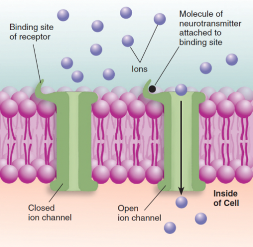 <p>Ionotropic receptor</p>