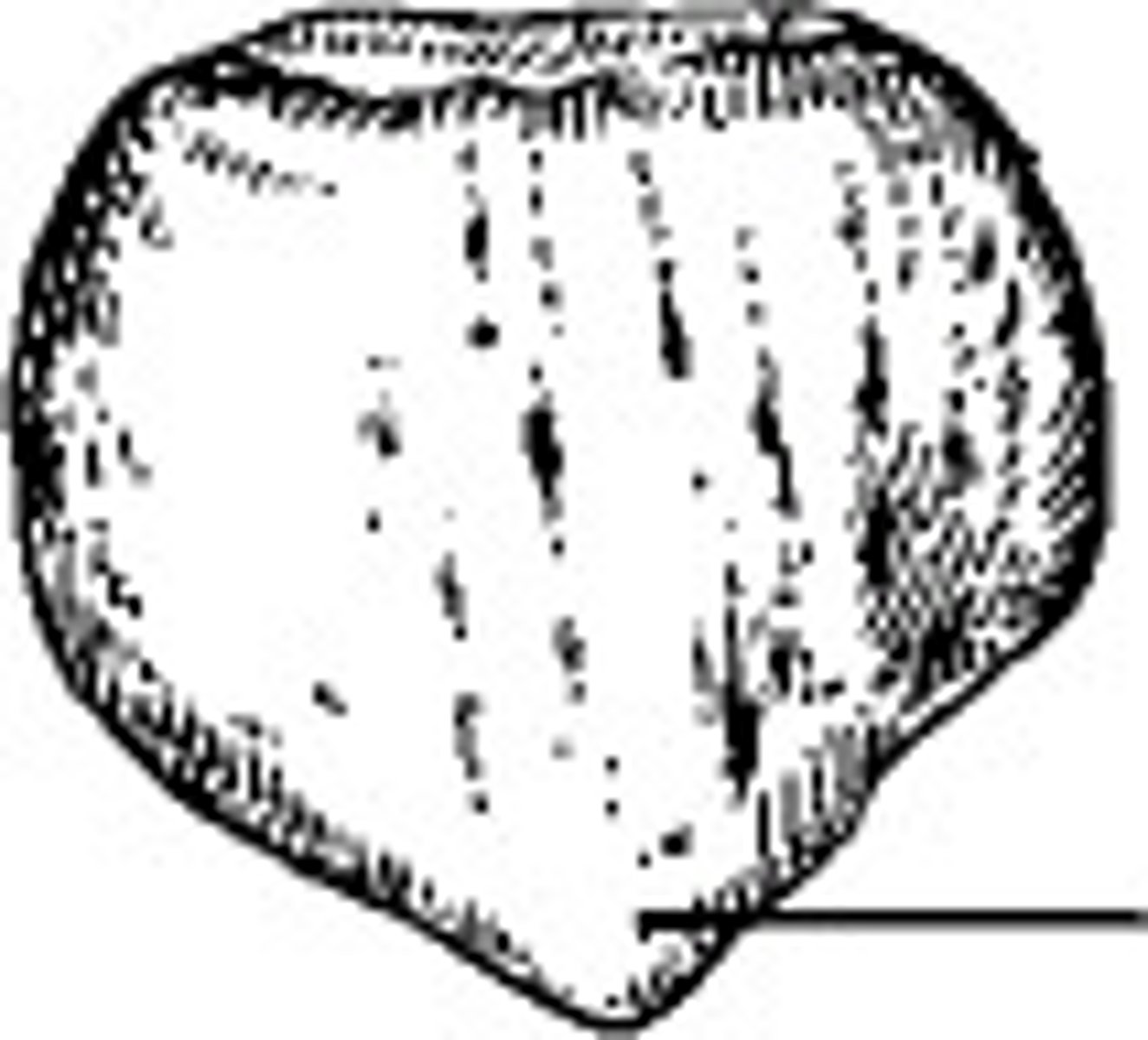 <p>apex</p>