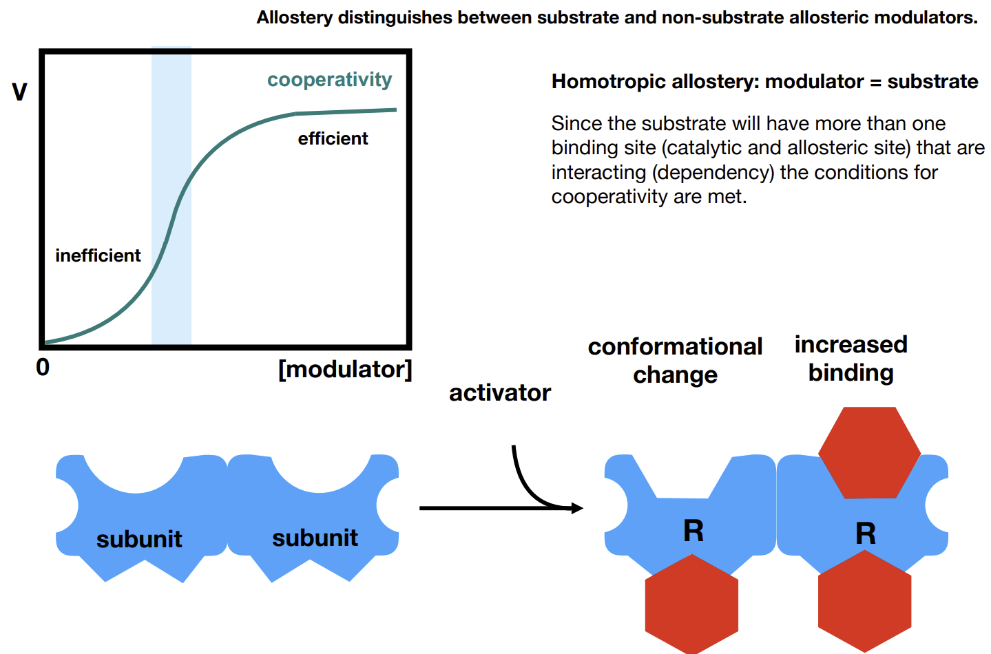 <p>Cooperativity as seen in Hb - the modulator is the substrate.</p>
