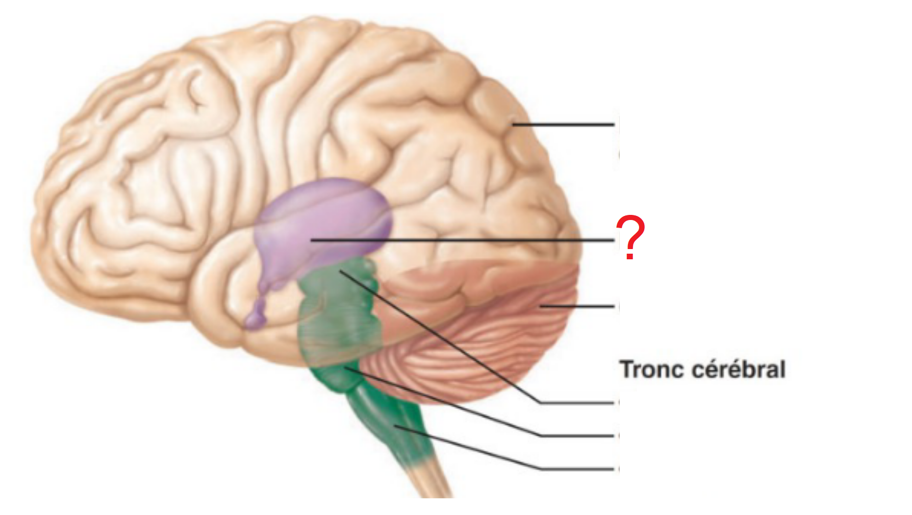 <p><strong>un ensemble de substance grise, de forme ovoïde constitué des thalamus, hypothalamus, épithalamus et sous-thalamus</strong></p>