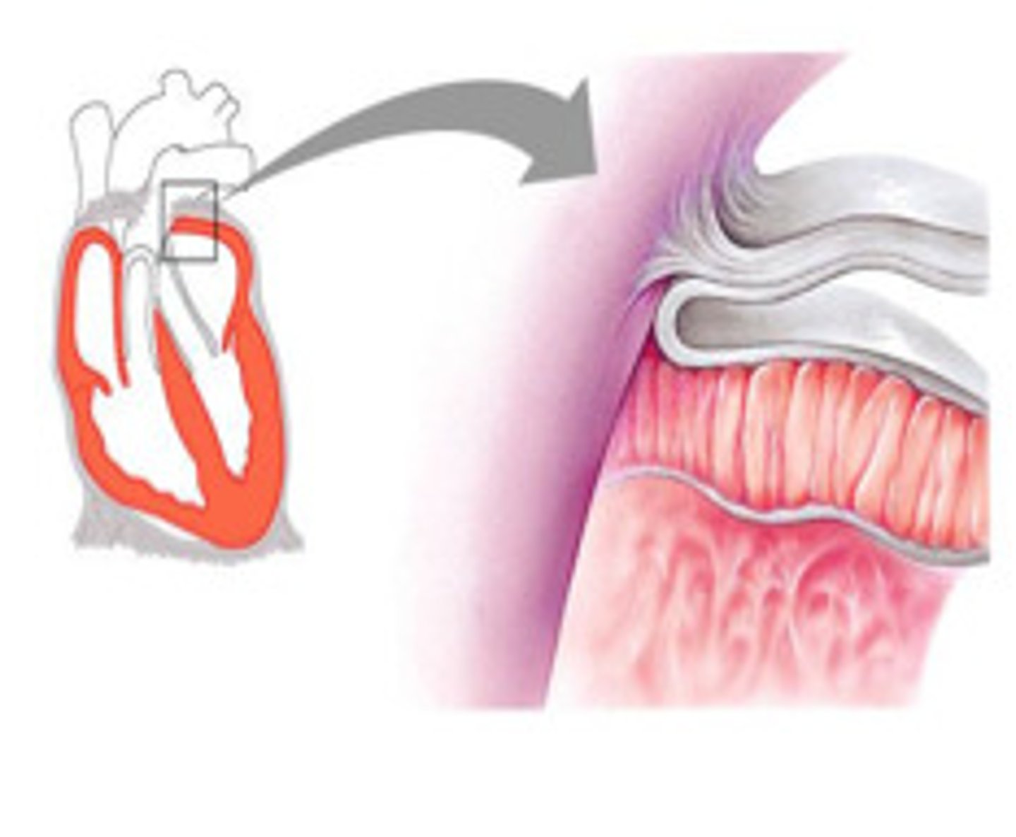 <p>identify the pericardium cavity, parietal pericardium &amp; visceral pericardium</p>