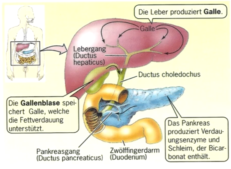 **Anhangsdrüsen des Darms:** 

**Bauchspeicheldrüse** **(= Pankreas)** und **Leber** erzeugen Verdauungsenzyme und Verdauungsflüssigkeiten, die in den **Zwölffingerdarm** abgegeben werden. 

**Leber**: Abbau und Aufbau körpereigener Substanzen; Bildung von Galle (Gallblase ein Speicherorgan) 

Darmdrüsen bei Nichtwirbeltieren oft in einer **Mitteldarmdrüse** vereinigt.