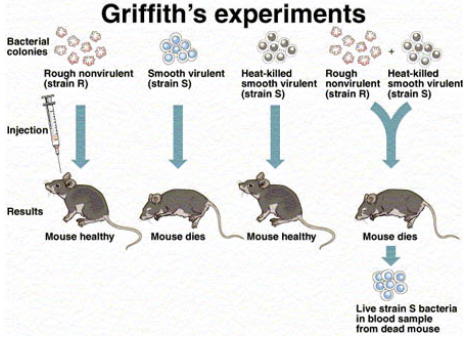 During the experiment, Griffith cultured Streptococcus pneumoniae bacteria which showed two patterns of growth. One culture plate consisted of smooth shiny colonies (S) while the other consisted of rough colonies (R).

Griffith injected both S and R strains into mice. The one which was infected with the S strain developed pneumonia and died while that infected with the R strain stayed alive.

In the second stage, Griffith heat-killed the S strain bacteria and injected it into mice, but the mice stayed alive. Then, he mixed the heat-killed S and live R strains. This mixture was injected into mice and they died. In addition, he found living S strain bacteria in dead mice.

IN OTHER WORDS… virulence could be transferred from killed pathogenic bacteria to live non-pathogenic bacteria. He called this process “transformation.”