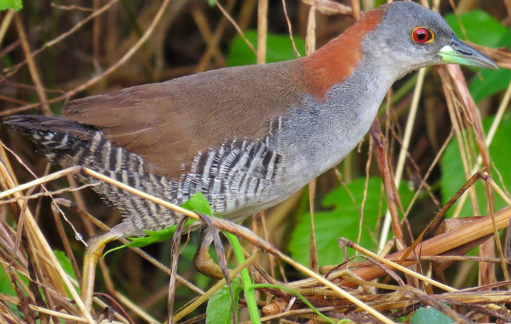 <p>What bird is this?</p>