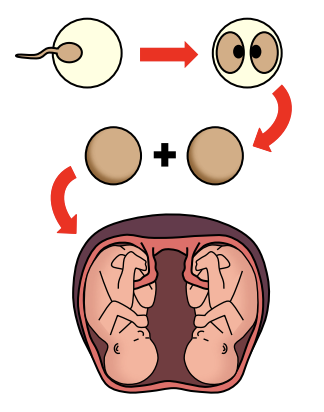 Identical twins (**monozygotic**) are created when a **fertilised egg splits into two** separate cell groups