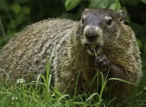 <p>Woodchuck (groundhog)</p>