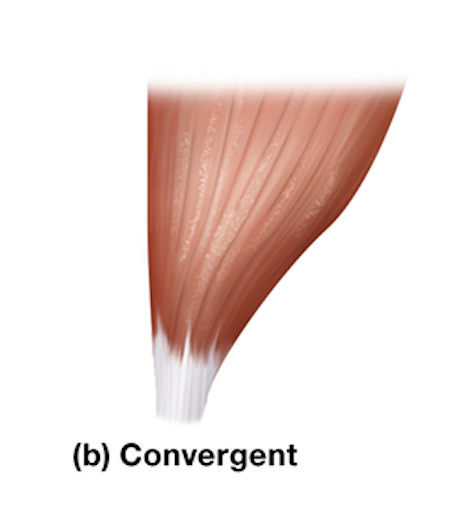 <p>broad at one end and uniformly tapers to a single tendon</p><p>ex: pectoralis major muscle in the chest</p>