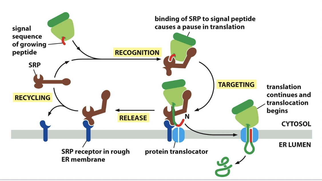 <p>SRP binds to ER signal sequence, SRP bends and block elongation factor site (pauses translation). SRP receptor binds SRP and it moves whole junction of ribosome and SRP down to ER. SRP receptor bonding. Protein elongates through protein translocator while ribosome is released.</p>
