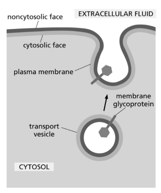 <p><span><span>Consider a transport vesicle containing a membrane glycoprotein. The glycoprotein and the vesicle’s phospholipids are delivered to the plasma membrane, as shown in the figure below. Which of the following is an accurate description of the outcome of this process?</span></span></p><p><span><span>A)&nbsp;The portion of the glycoprotein that was inside of the vesicle ends up in the cytosol after it is delivered to the plasma membrane.</span></span></p><p><span><span>B)&nbsp;Some of the individual phospholipid molecules are released into the cytosol to prevent the plasma membrane, and thus the cell, from becoming too large.</span></span><br><span><span>C)&nbsp;The phospholipids that are delivered to the noncytosolic face of the plasma membrane used to be in the interior (luminal) face of the vesicle.</span></span></p><p><span><span>D) The fusion event between the vesicle and the plasma membrane randomizes the phospholipids between the cytosolic and noncytosolic faces of the bilayer.</span></span></p>