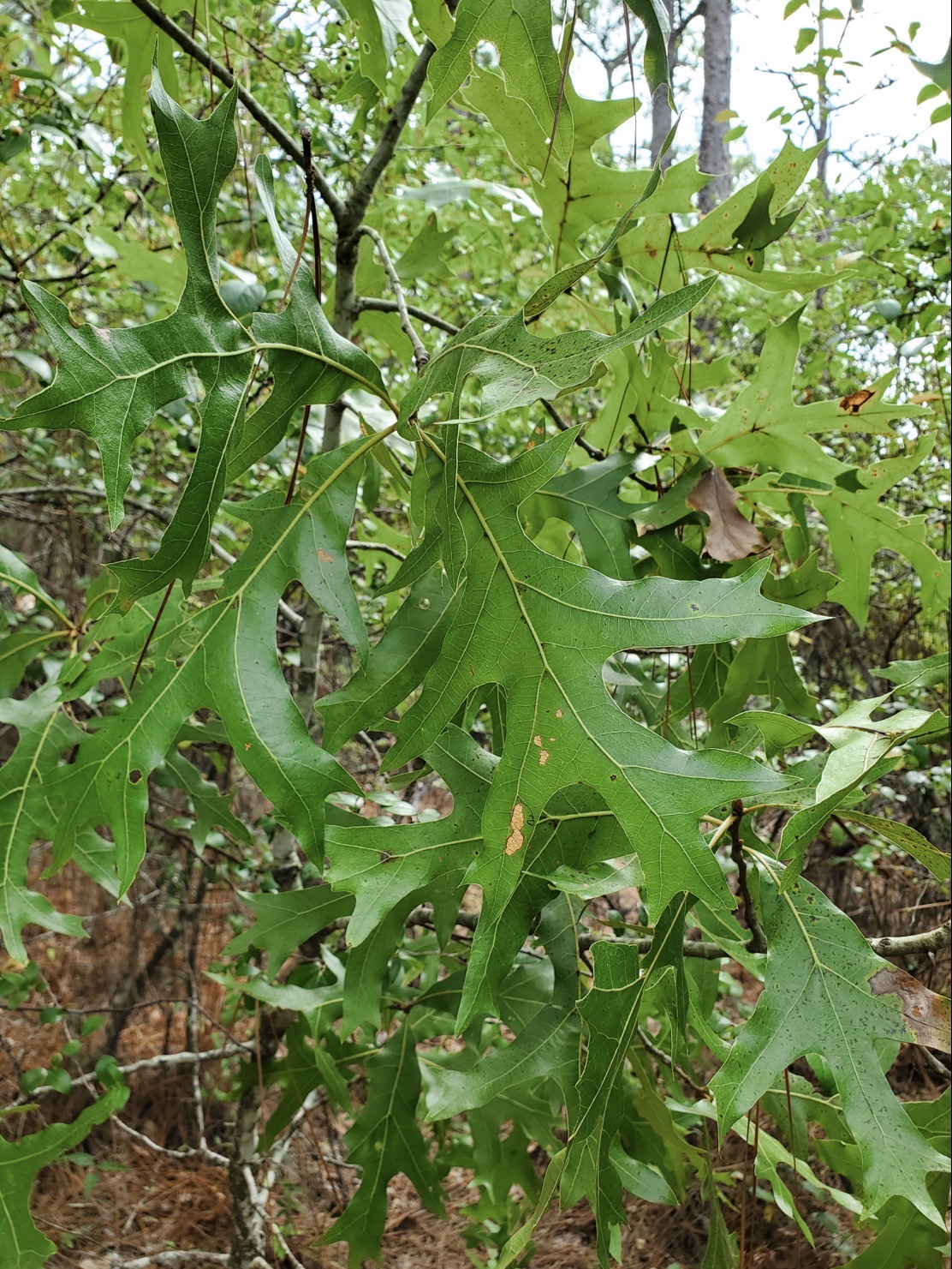 <p>turkey oak </p>