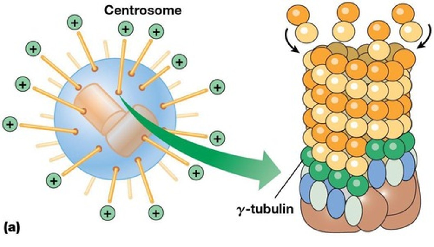 <p>Primary MTOC in animal cells.</p>