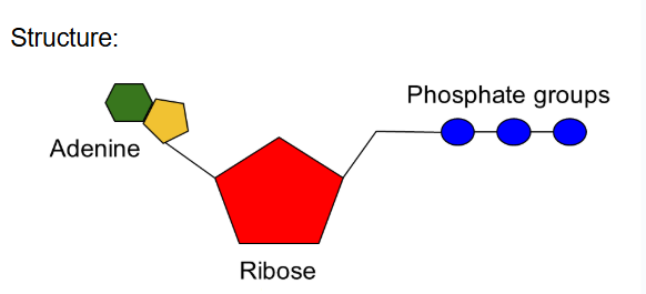 <p>adenosine triphosphate- molecule that organisms use for energy</p><p>couples exergonic to endergonic reactions to power cellular work</p><p>-the exergonic process drives the enderognic process</p><p>also used to make RNA</p><p>ribose, adenine (nitrogenous base) and three phosphate groups</p>