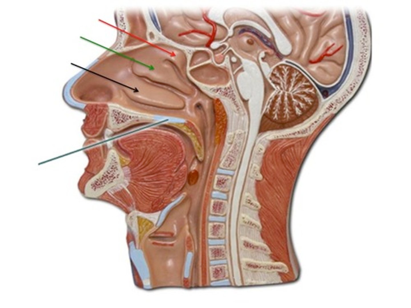 <p>superior, middle, and inferior bony structures with highly vascularized mucous membranes</p>