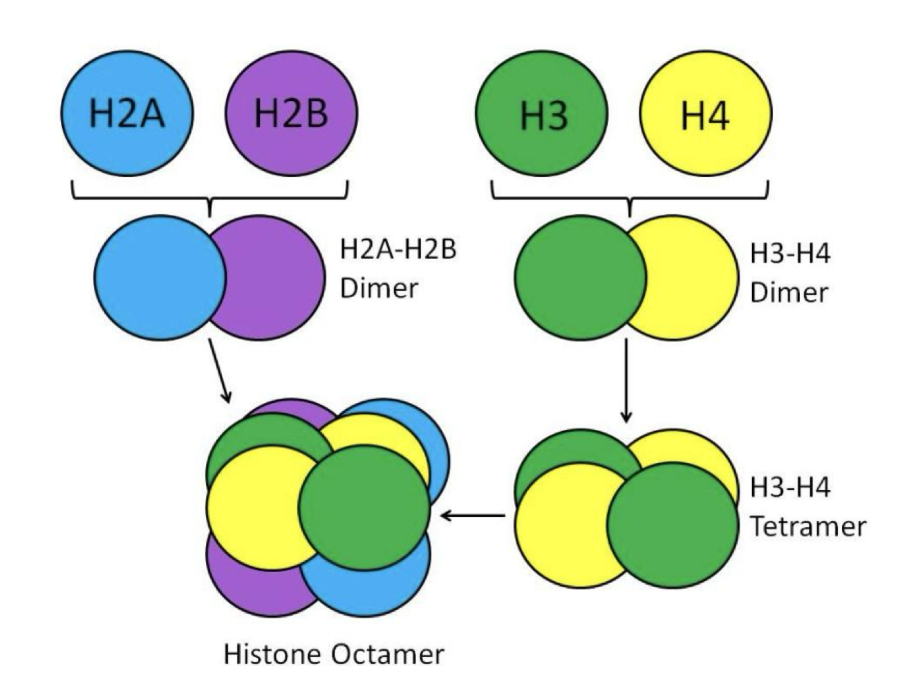 <p>147 bp of DNA wrapped around a histone octamer 1.65 times. The octamer contains one H3/H4 heterotetramer (2 H3 + 2 H4) and two H2A/H2B heterodimers (2 H2A + 2 H2B)</p>
