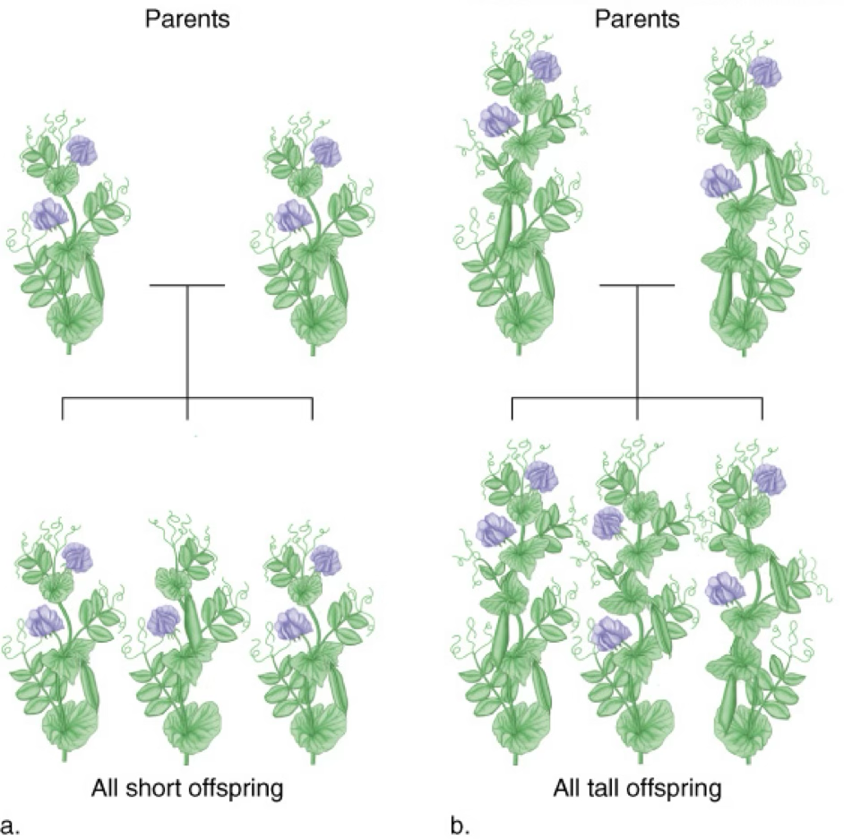 <p>Plants which consistently have offspring with the same traits as the parents; homozygous dominant or recessive plants</p>