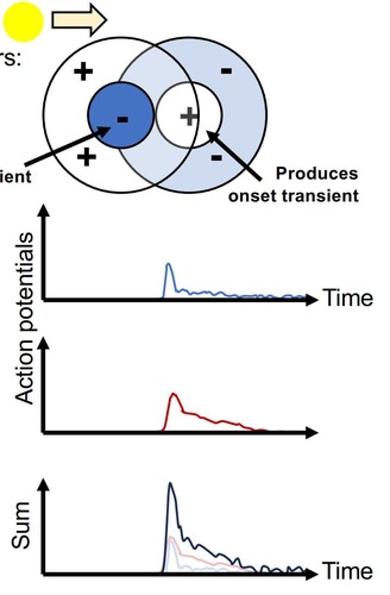 <p>Opposing direction selectivity in V1 is achieved by pairing LGN neurons with different receptive fields and synchronizing responses from neurons with ON- and OFF-centers.</p>
