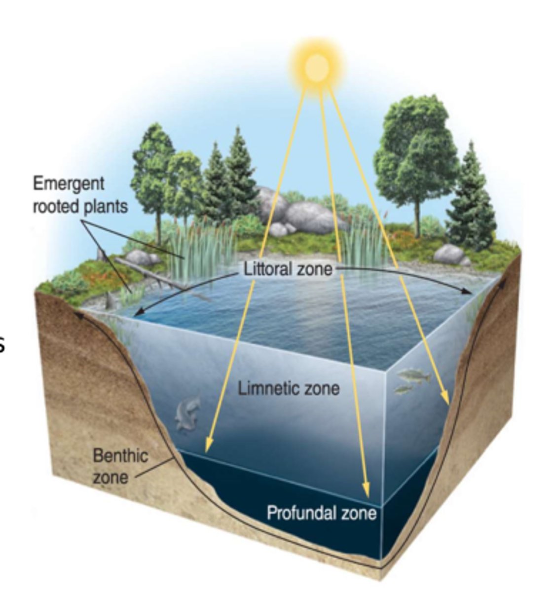 <p>the muddy bottom of a lake, pond, or ocean</p>