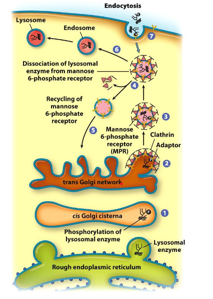 <p>Look at picture:</p><ol><li><p>cis Golgi cisternae</p></li><li><p>trans Golgi network</p></li><li><p>clathrin adaptor</p></li><li><p>dissociation of lysosomal enzyme from mannose 6-phosphate receptor / recycling of mannose 6-phosphate receptor</p></li><li><p>mannose 6-phosphate receptor (MPR)</p></li><li><p>endosome</p></li><li><p>endocytosis</p></li></ol>