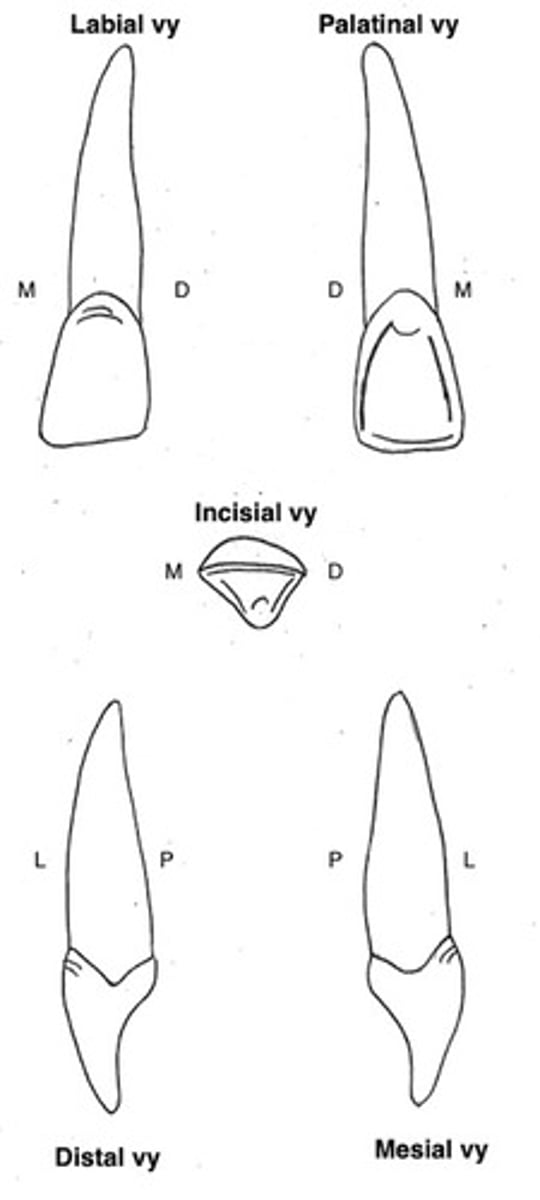 term image