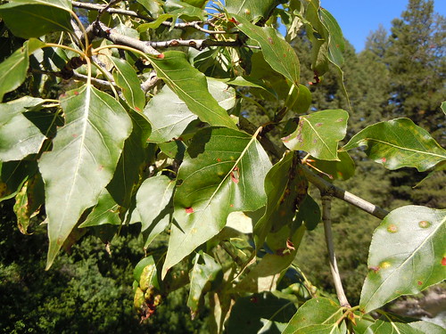 (Populus balsamifera)